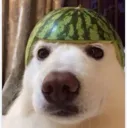 Emoji chien100