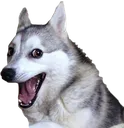 Emoji riredog