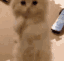 Emoji TI_chatmignon2