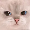 Emoji madcat