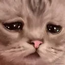 Emoji sadcat