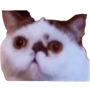 Emoji Qwa2