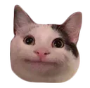 Emoji EC_catstare