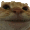 Emoji catno