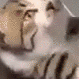 Emoji catslap