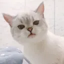 Emoji CHAT10snowball4