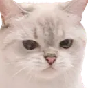 Emoji EC_cat_sad
