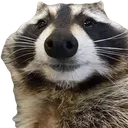 Emoji bigracoon