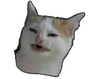 Emoji WTFcat