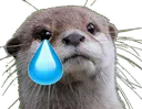 Emoji loutreunpeutriste