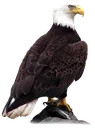 Emoji aigle