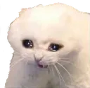 Emoji sadcat