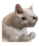 Emoji DamnCat