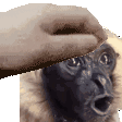 Emoji 042_good_boi