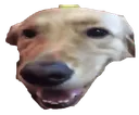 Emoji butter_dog