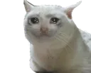 Emoji sadcat