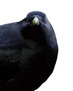 Emoji CROA