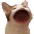 Emoji 002_catblop