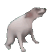 Emoji 001_dogdance