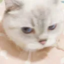Emoji CHAT4catangry