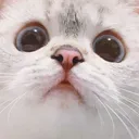 Emoji CHAT1expressivecatnana