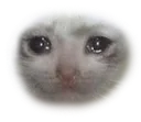 Emoji sadcat
