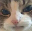 Emoji catgrrr