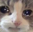Emoji catsnif