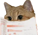Emoji Chat_journal