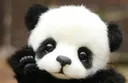 Emoji pandakuku