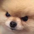 Emoji AngryDoggo