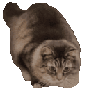 Emoji CHAT15wigglecat