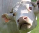 Emoji tufaisquoila