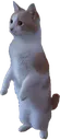 Emoji whatsgoingon