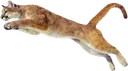 Emoji puma