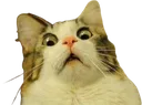 Emoji scaredcat