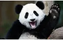 Emoji PandaBalBal