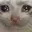 Emoji SadCat