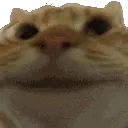 Emoji RT_hgcatnod