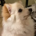 Emoji Simba