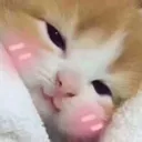 Emoji uwukitten