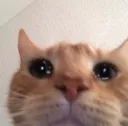 Emoji catcry
