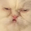 Emoji catstare