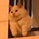 Emoji catwait