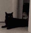 Emoji cat_drag