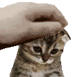 Emoji patpatcat