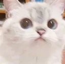 Emoji catstare