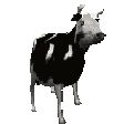 Emoji polishcow