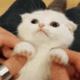 Emoji CuteCatFH