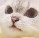 Emoji AngryCat